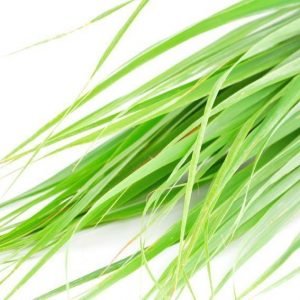 Citronella Essential Oil Sri Lanka