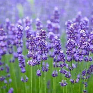 Lavender Essential oil for sleep