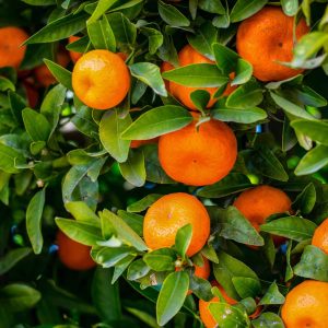 Mandarin Essential Oil