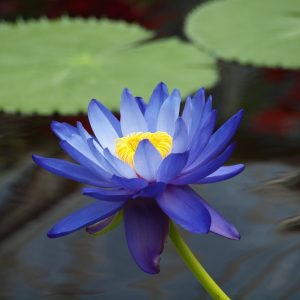 Blue Lotus