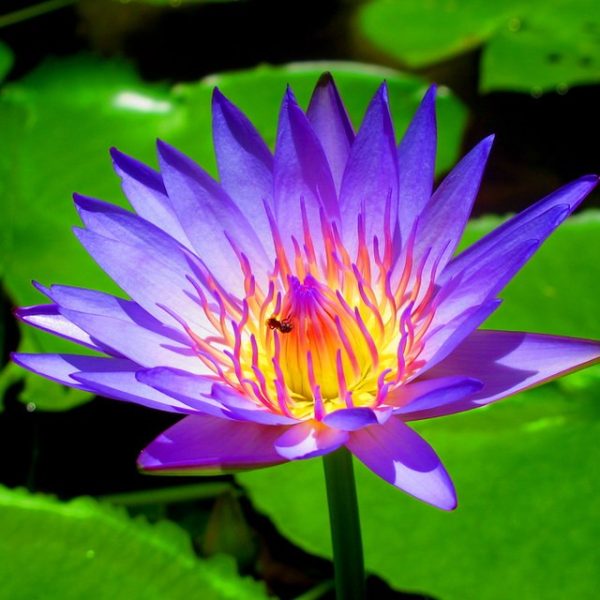 Blue Lotus Fragrance Oil