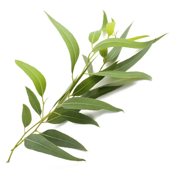 Eucalyptus Essential Oil