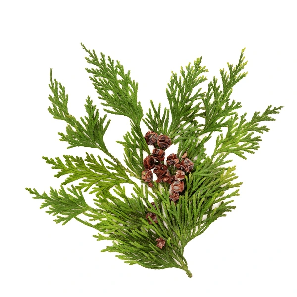 Cypress Essential Oil