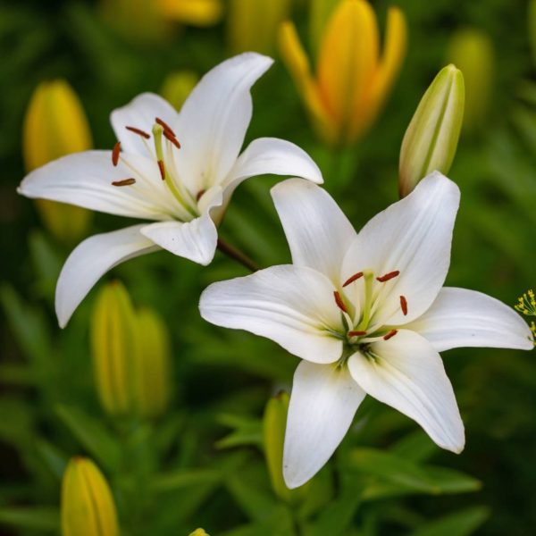 Lily Fragrance Oil