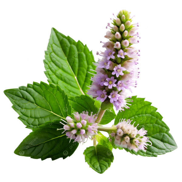 Patchouli Essential Oil