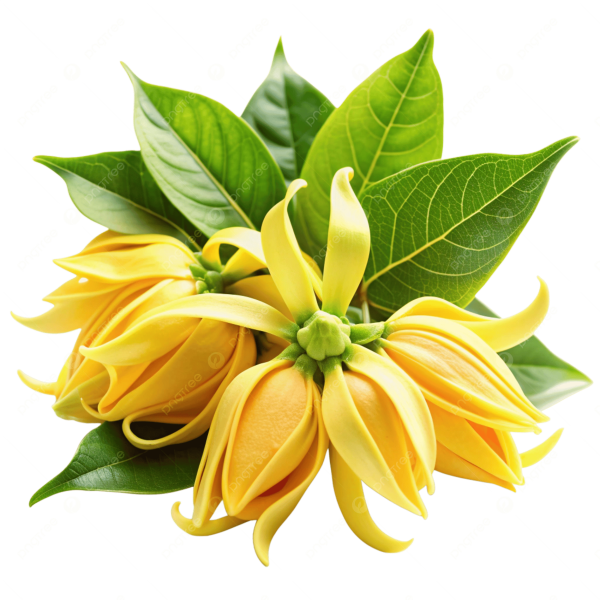 Ylang Ylang Essential Oil